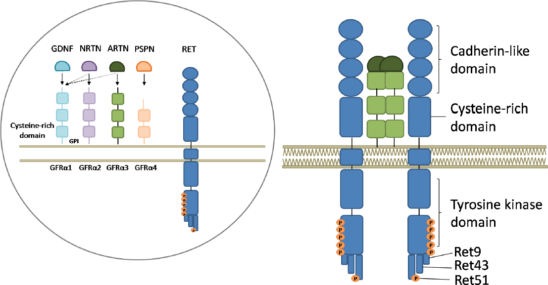 RET in breast cancer: pathogenic implications and mechanisms of drug resistance