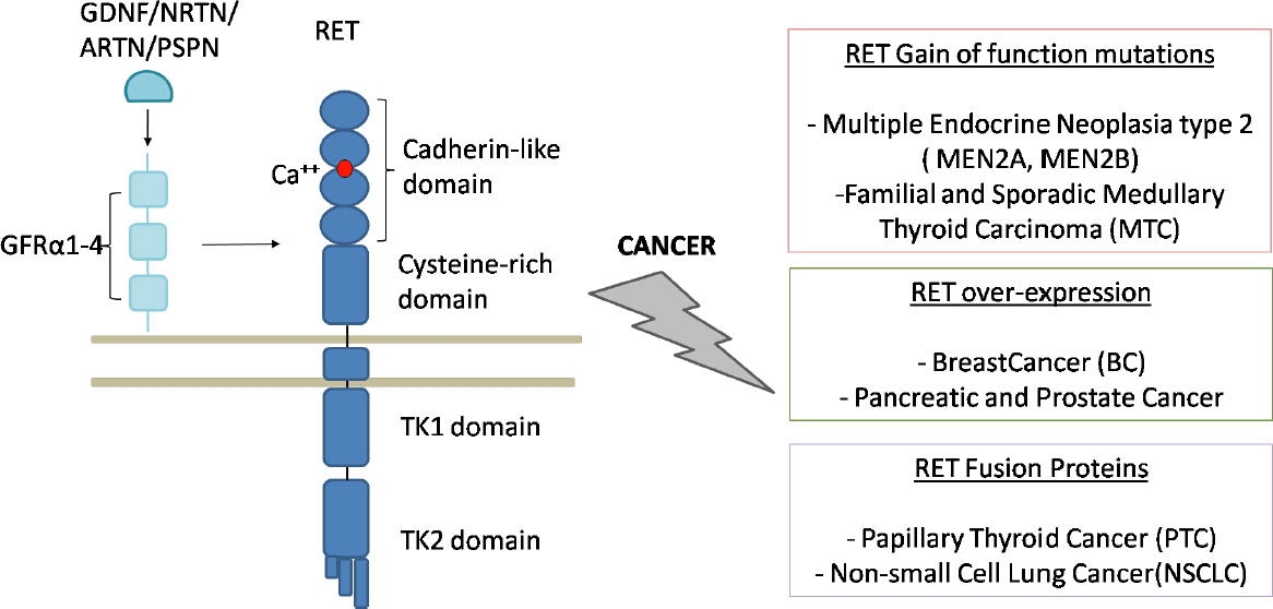 RET in breast cancer: pathogenic implications and mechanisms of drug resistance
