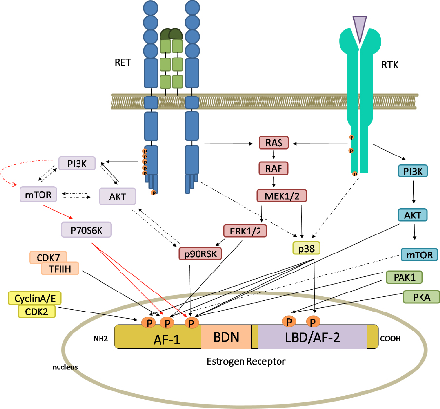 RET in breast cancer: pathogenic implications and mechanisms of drug resistance