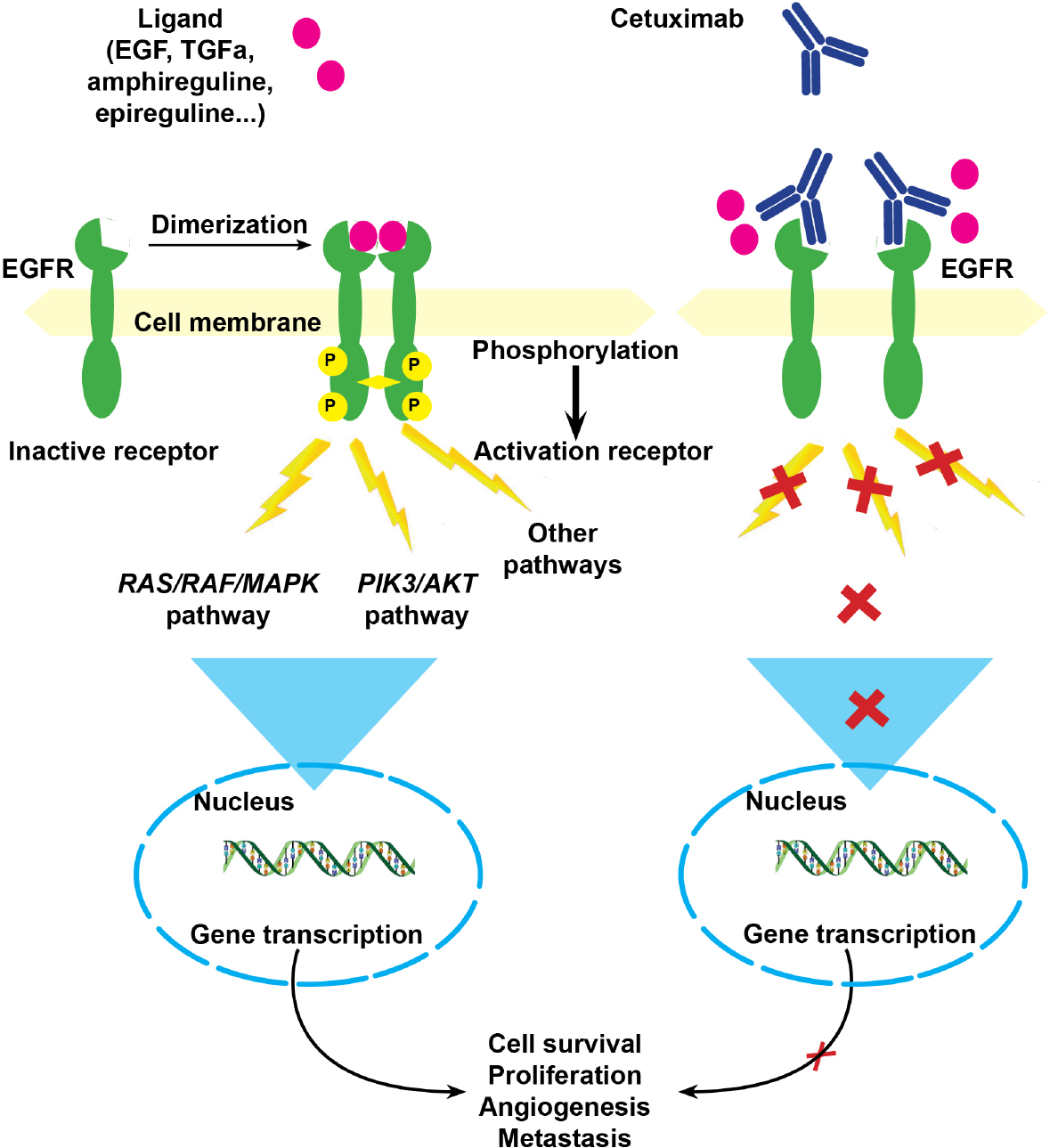 Individual xenografts for personalized treatment of women with metastatic triple negative breast cancer