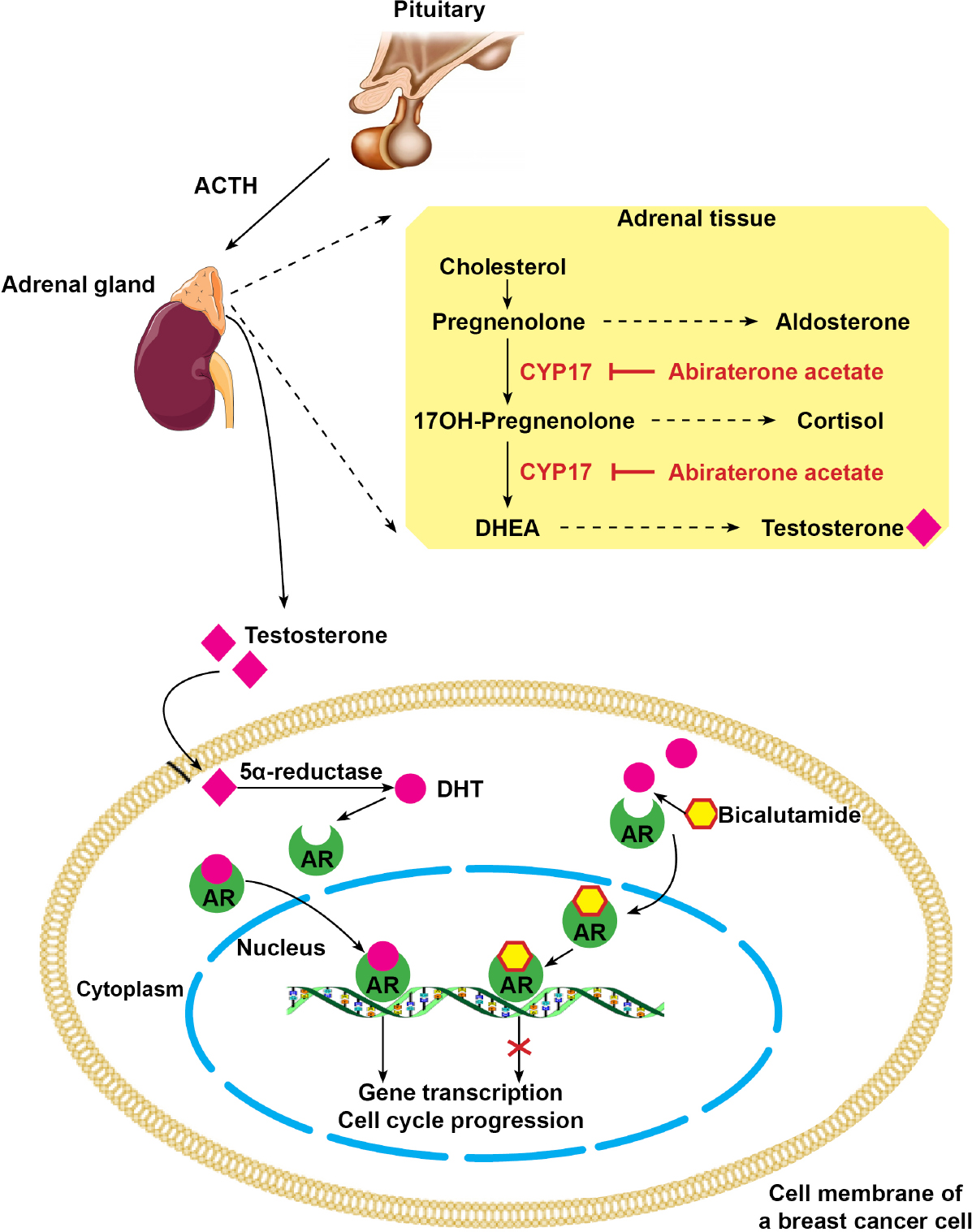 Individual xenografts for personalized treatment of women with metastatic triple negative breast cancer