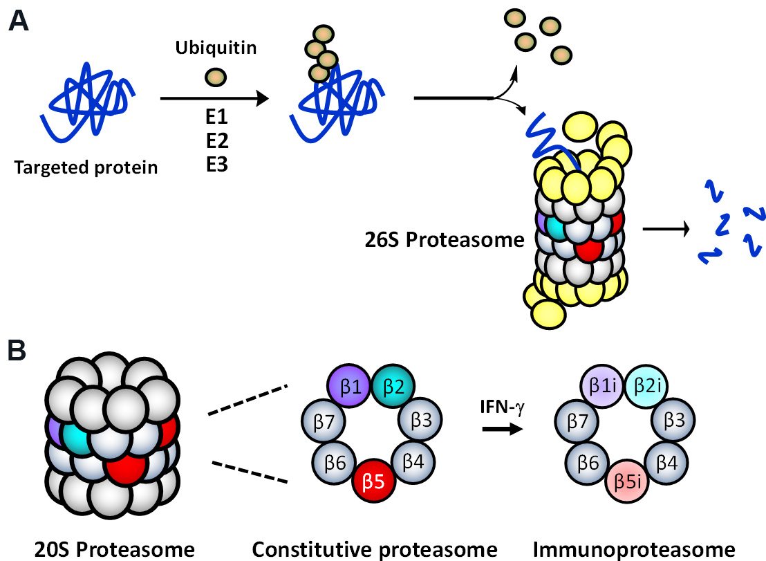 Proteasomal adaptations to FDA-approved proteasome inhibitors: a potential mechanism for drug resistance?