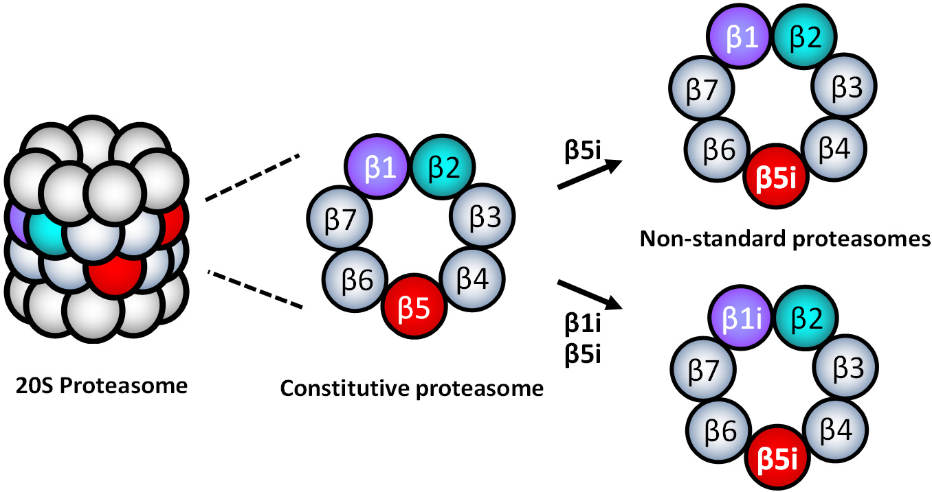 Proteasomal adaptations to FDA-approved proteasome inhibitors: a potential mechanism for drug resistance?