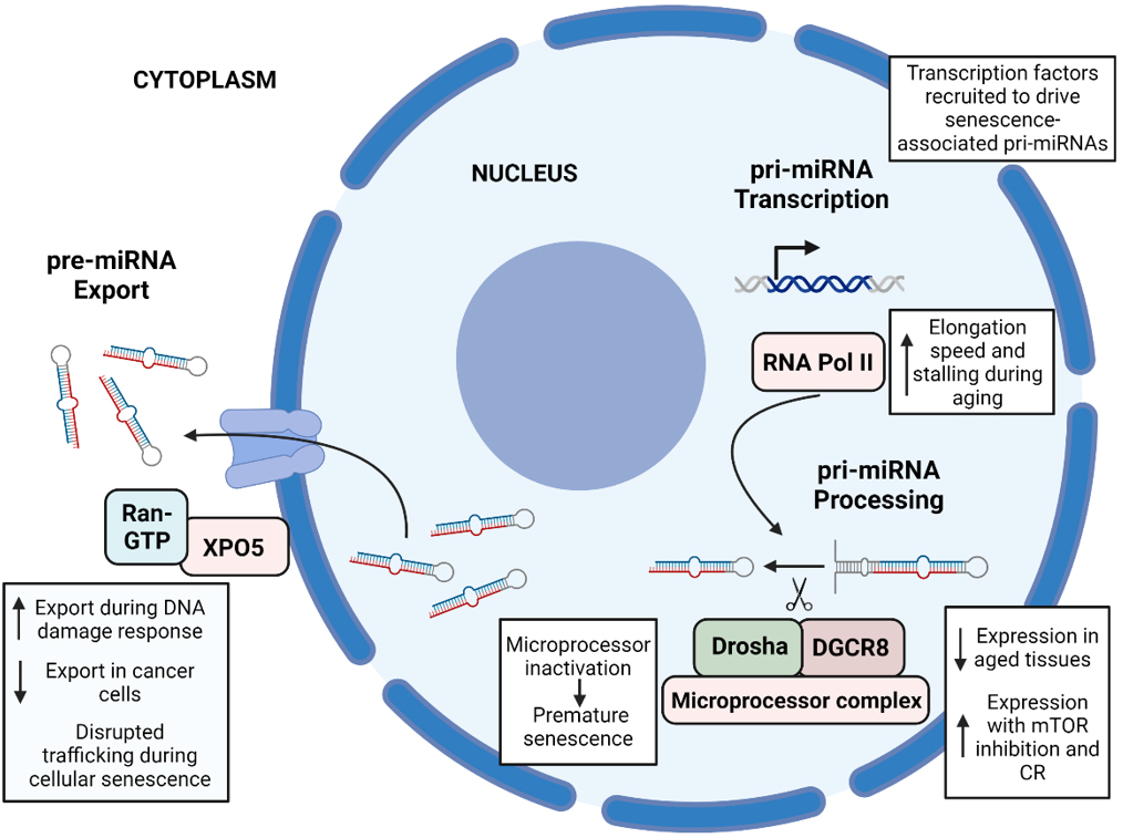 MicroRNA biogenesis pathway alterations in aging