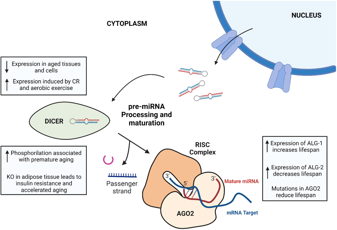 MicroRNA biogenesis pathway alterations in aging