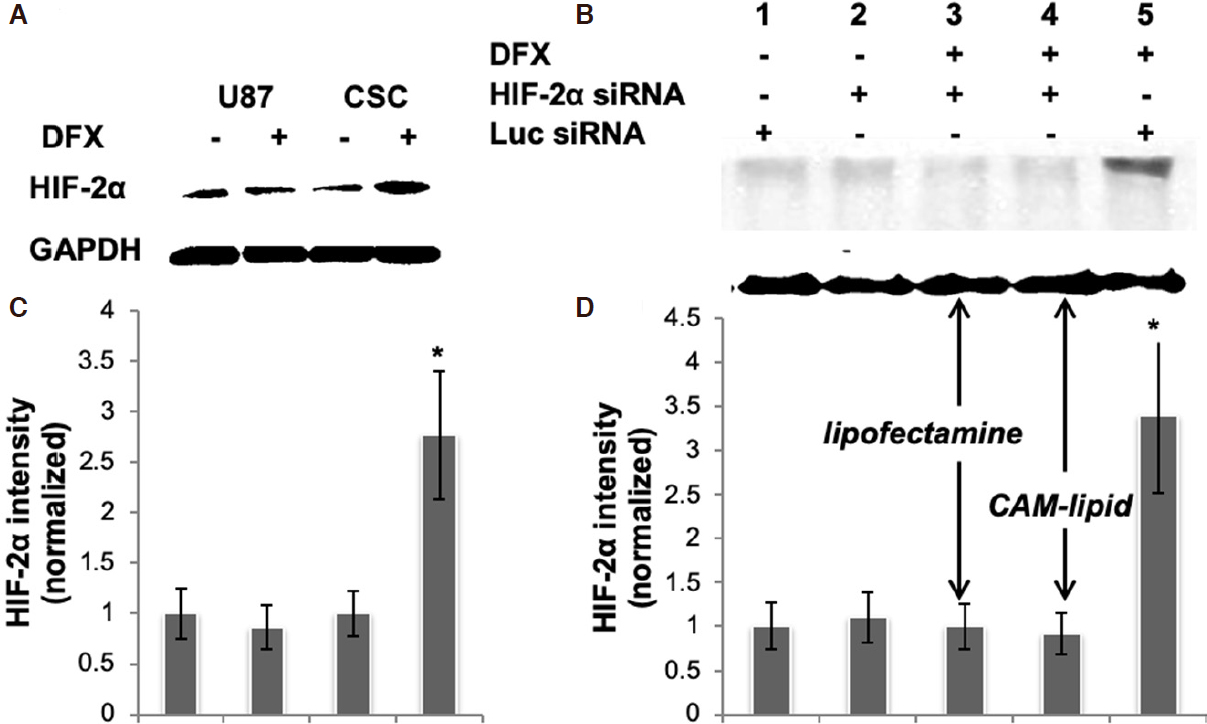 Gene silencing of HIF-2α disrupts glioblastoma stem cell phenotype