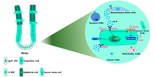 Topic: Drug Resistance and Cancer Stem Cell