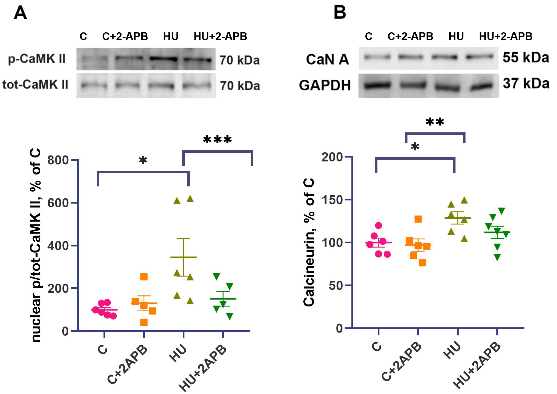 IP3 receptors contribute to muscle atrophy and maintain ribosomal RNA content during 3-day hind limb suspension in rats