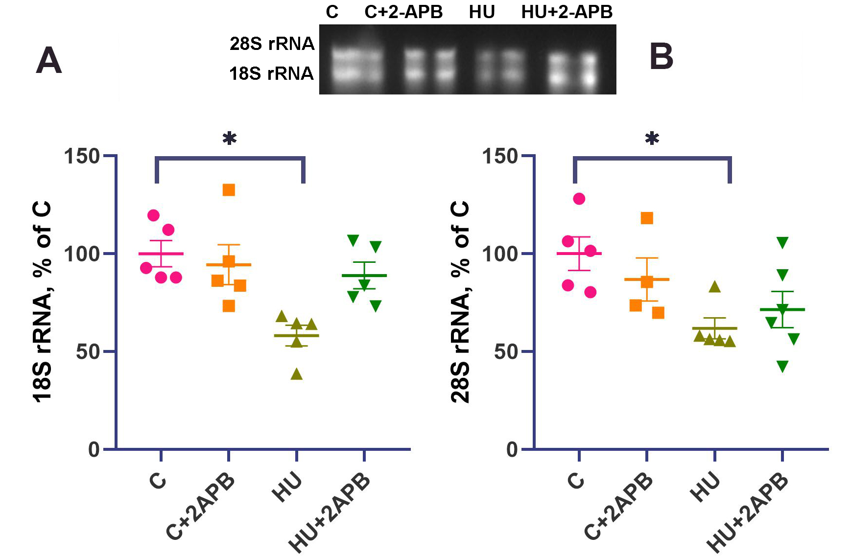 IP3 receptors contribute to muscle atrophy and maintain ribosomal RNA content during 3-day hind limb suspension in rats