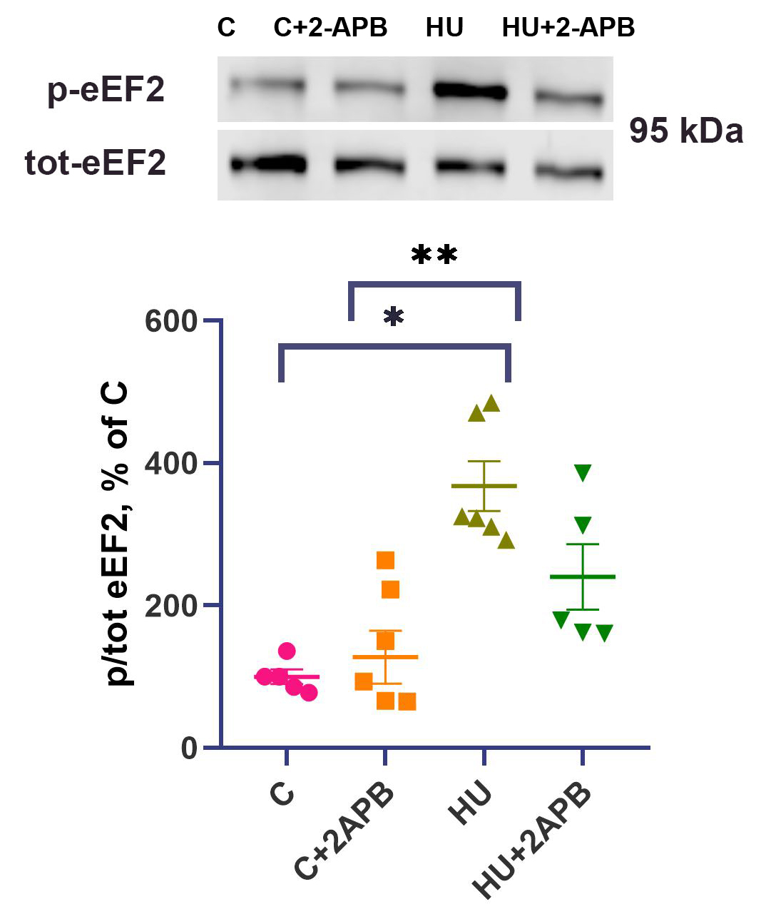 IP3 receptors contribute to muscle atrophy and maintain ribosomal RNA content during 3-day hind limb suspension in rats