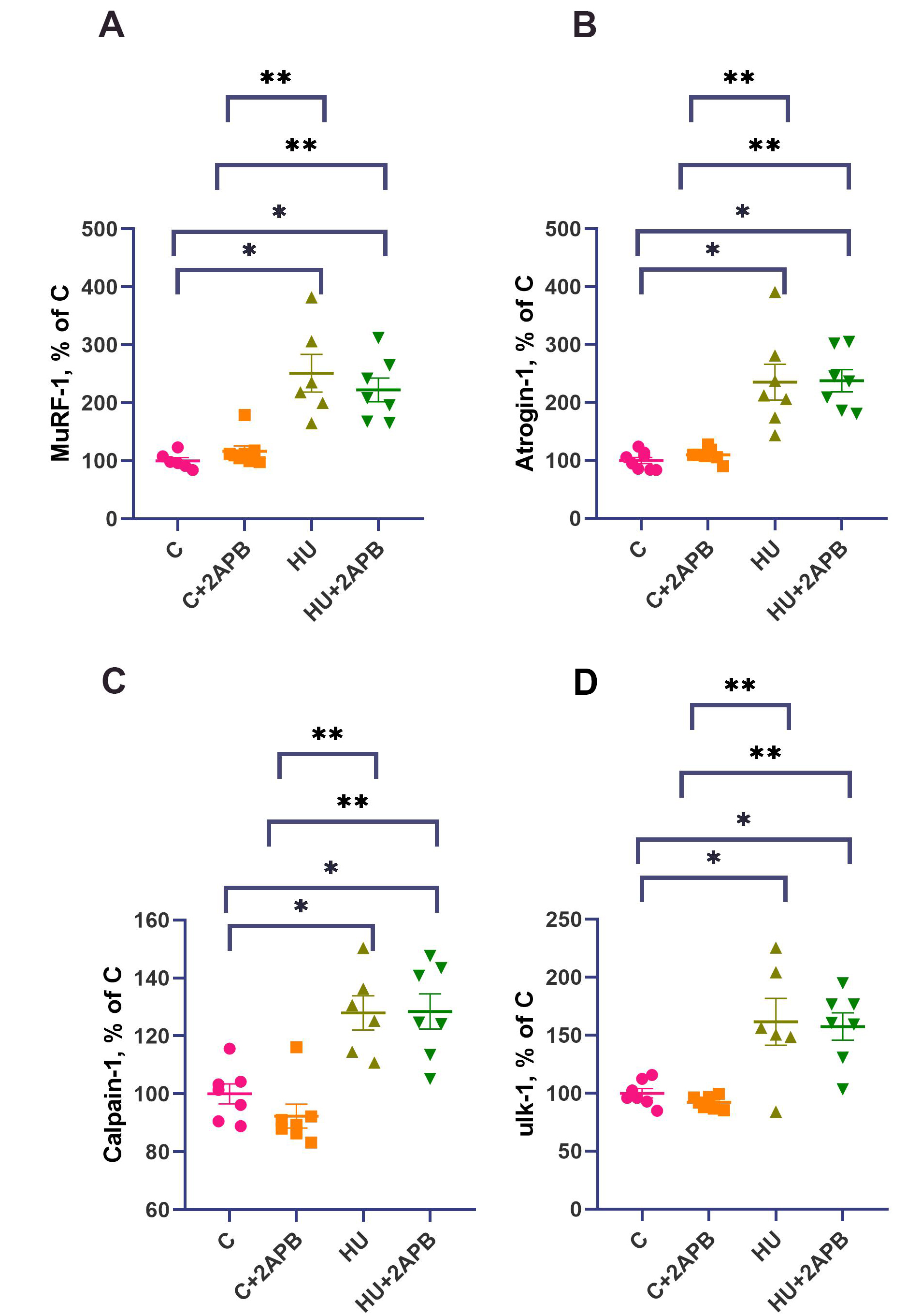 IP3 receptors contribute to muscle atrophy and maintain ribosomal RNA content during 3-day hind limb suspension in rats