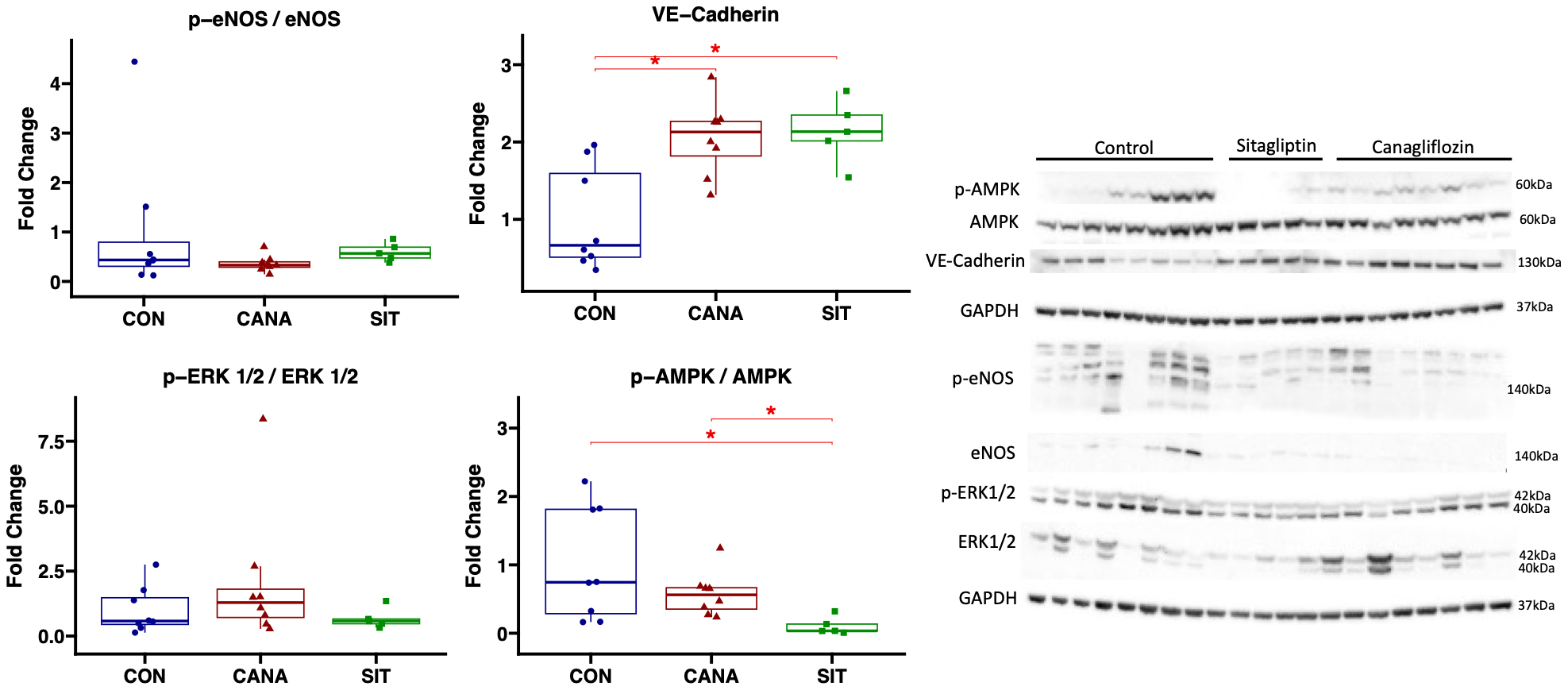 Comparative effects of canagliflozin and sitagliptin in chronically ischemic myocardium