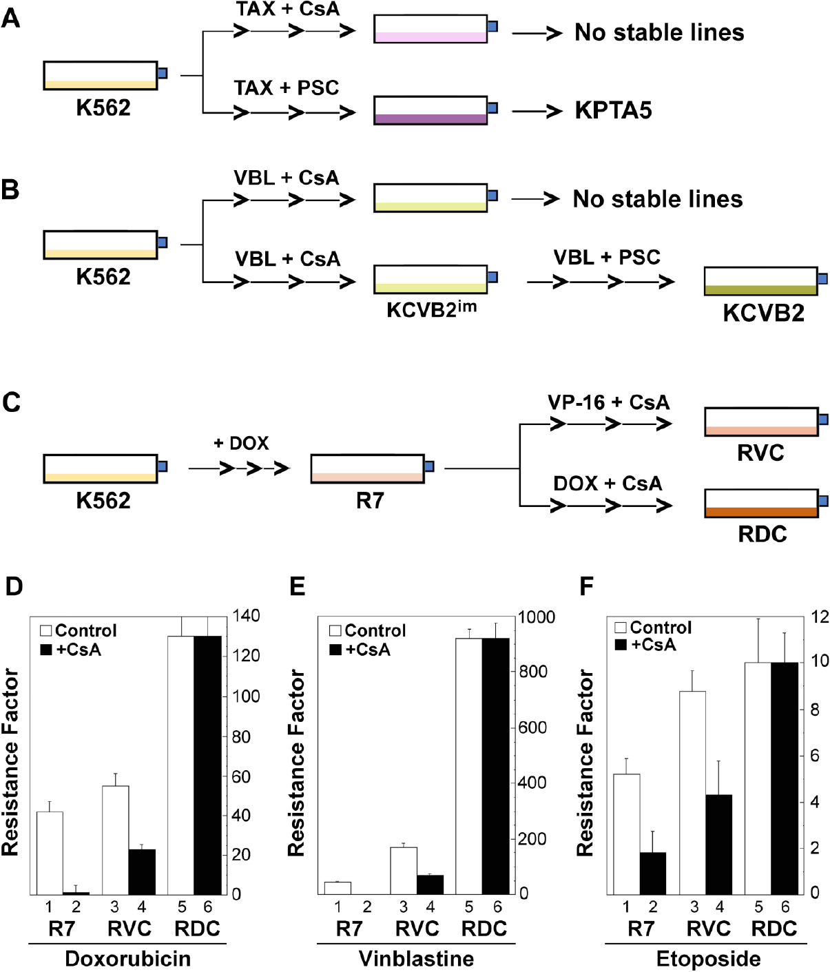 Genomic stability at the coding regions of the multidrug transporter gene <i>ABCB1</i>: insights into the development of alternative drug resistance mechanisms in human leukemia cells