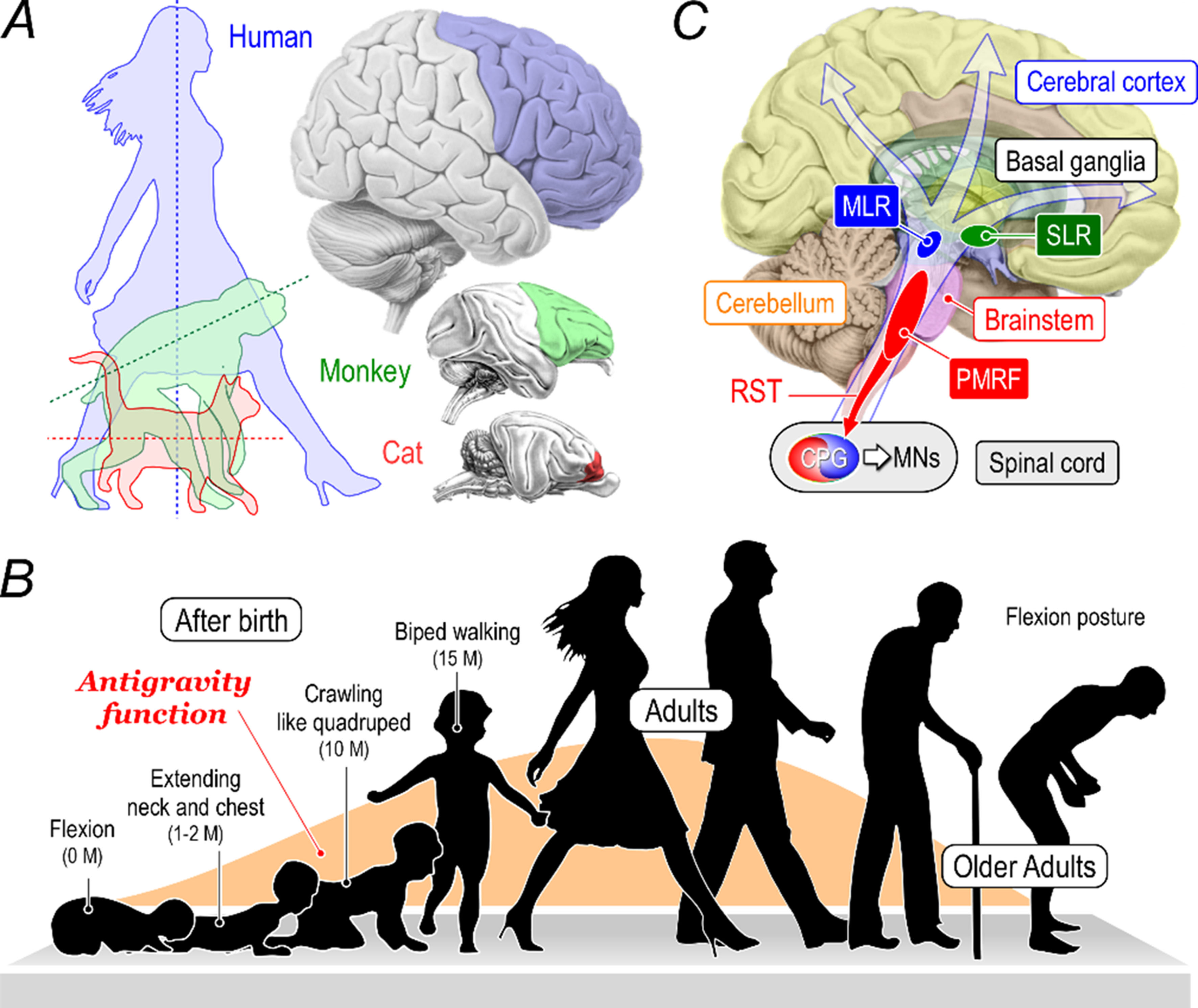 Neural mechanisms underlying upright bipedal gait: role of cortico-brainstem-spinal pathways involved in posture-gait control
