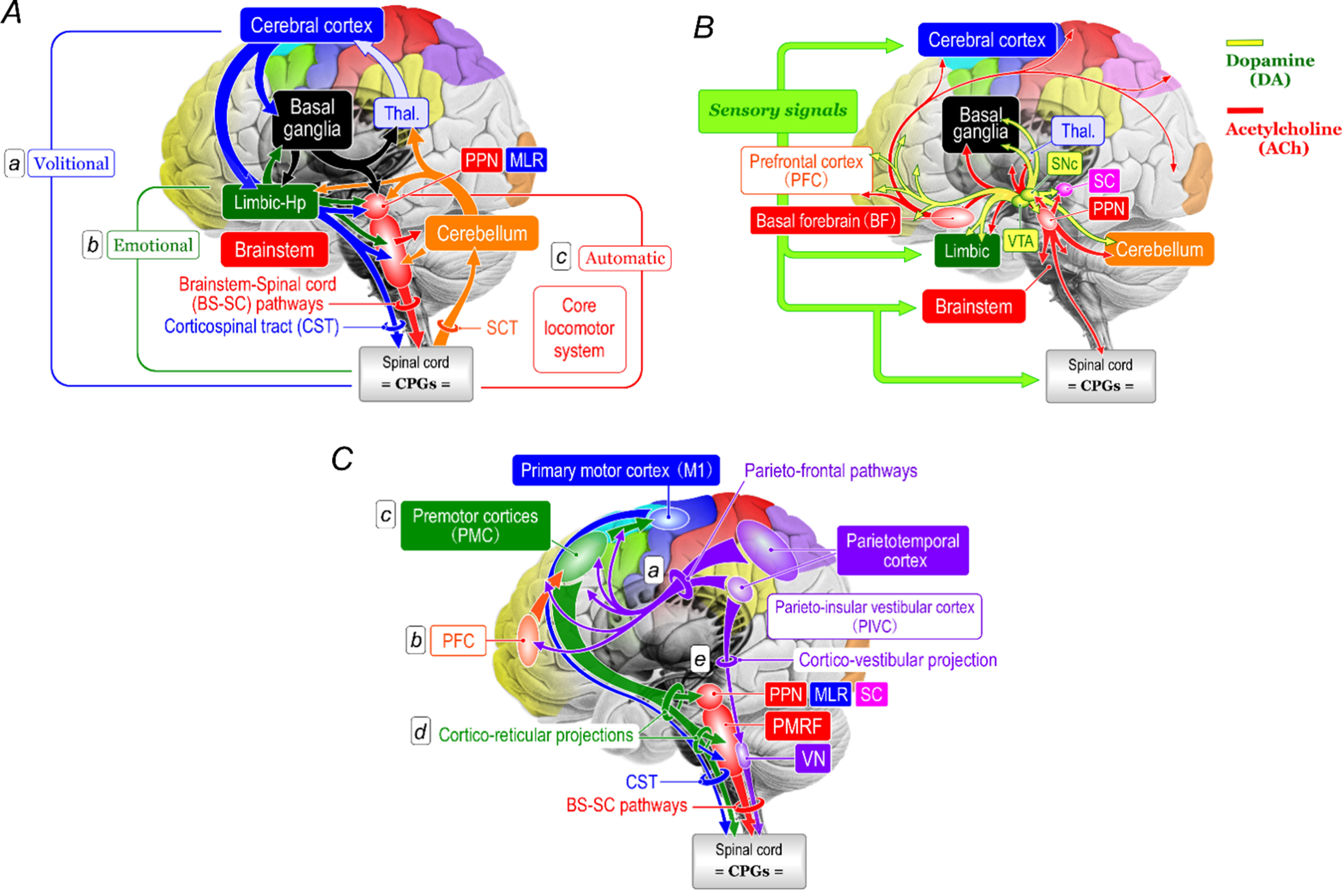 Neural mechanisms underlying upright bipedal gait: role of cortico-brainstem-spinal pathways involved in posture-gait control