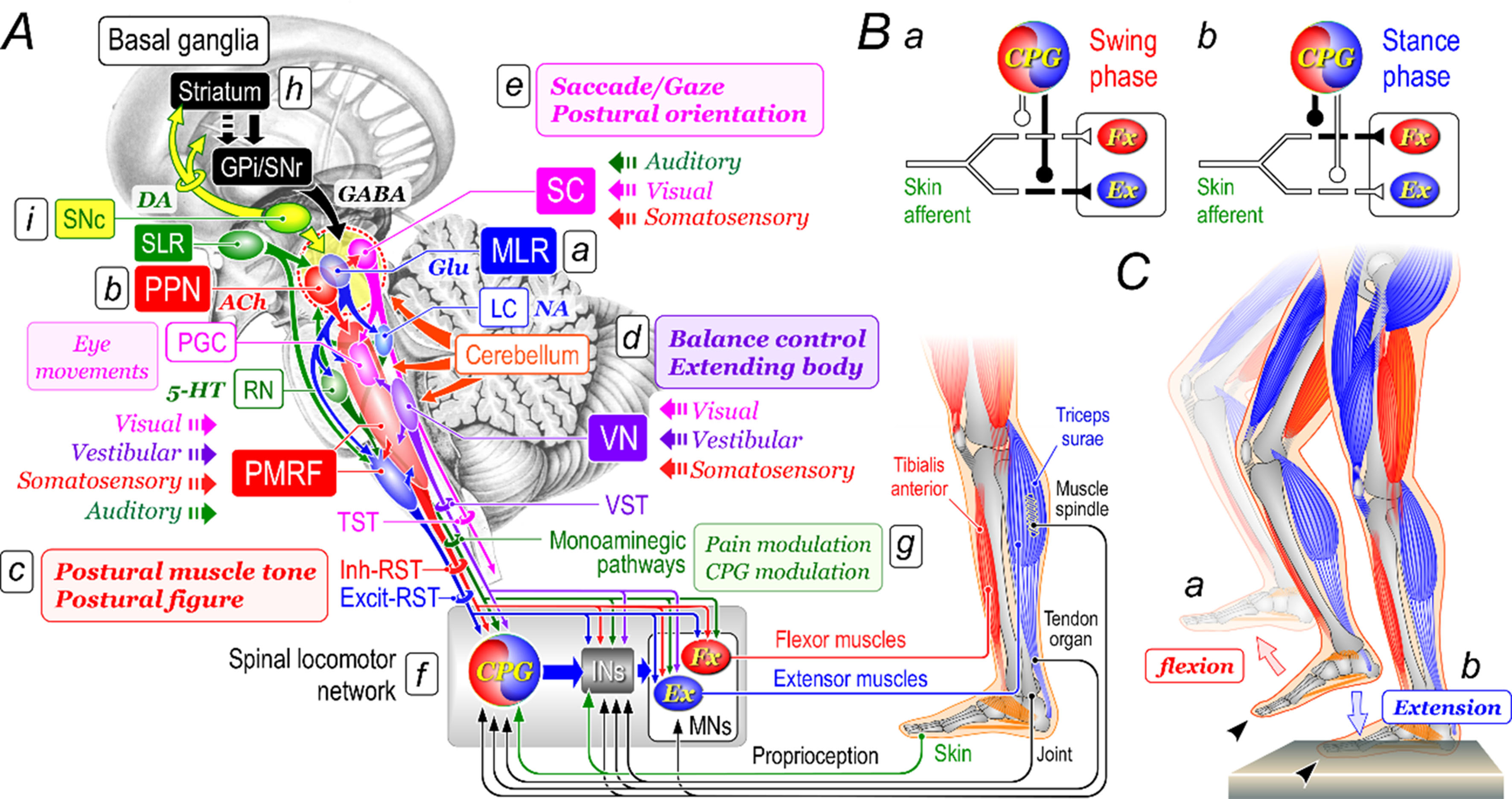 Neural mechanisms underlying upright bipedal gait: role of cortico-brainstem-spinal pathways involved in posture-gait control
