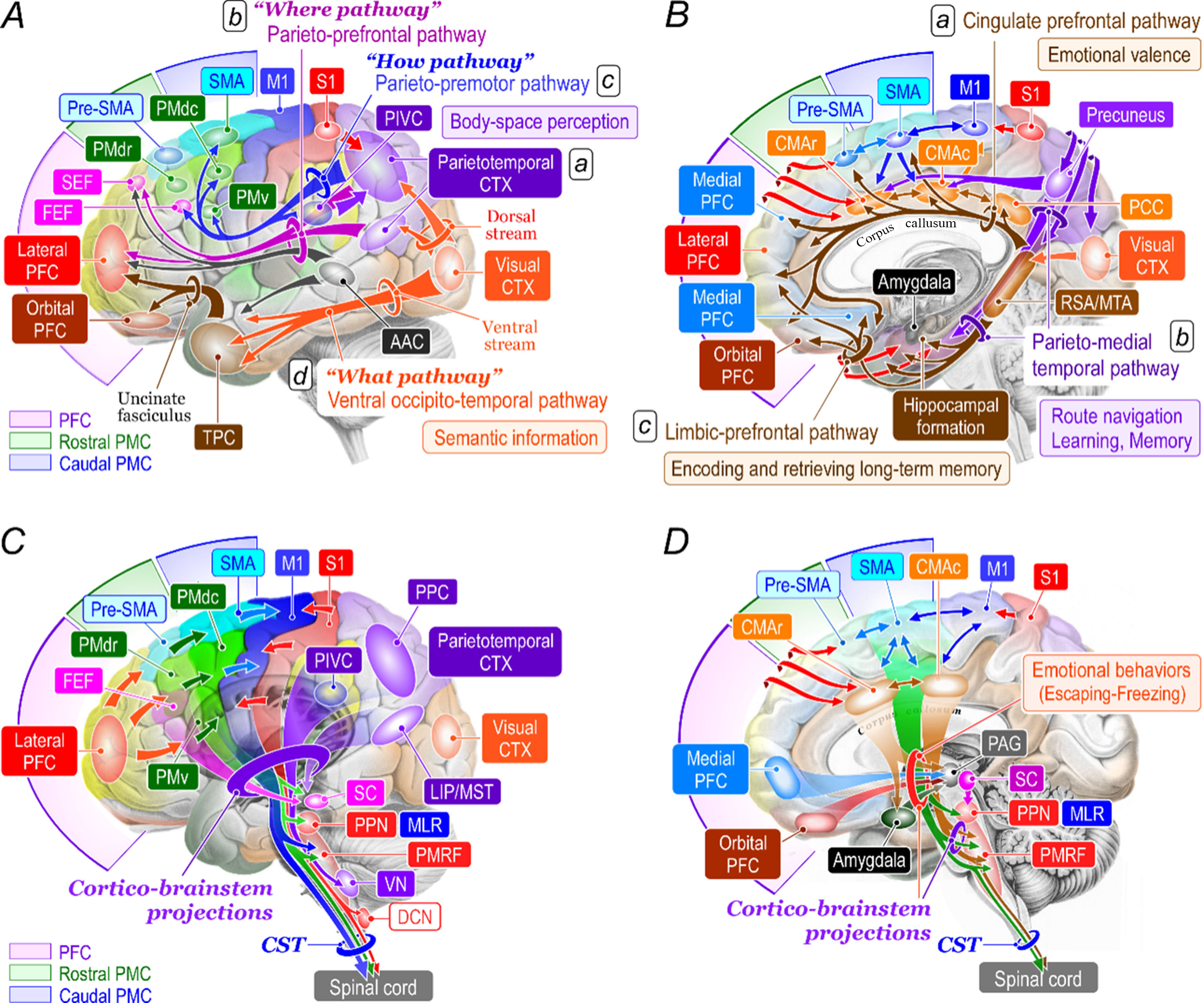 Neural mechanisms underlying upright bipedal gait: role of cortico-brainstem-spinal pathways involved in posture-gait control