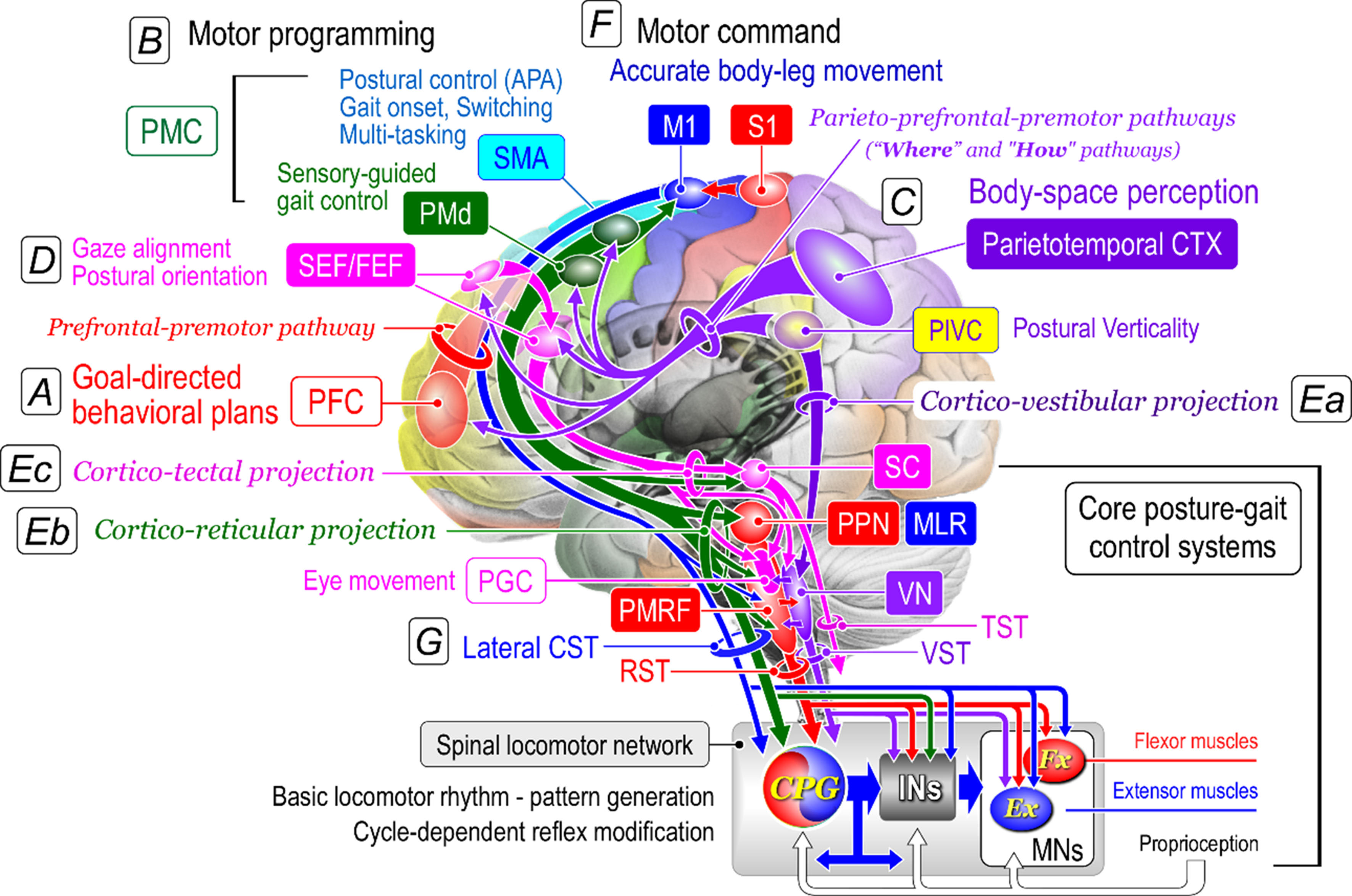 Neural mechanisms underlying upright bipedal gait: role of cortico-brainstem-spinal pathways involved in posture-gait control
