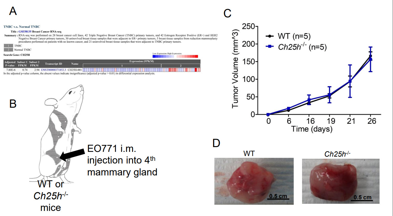NUPR1 packaged in extracellular vesicles promotes murine triple-negative breast cancer in a type 1 interferon-independent manner