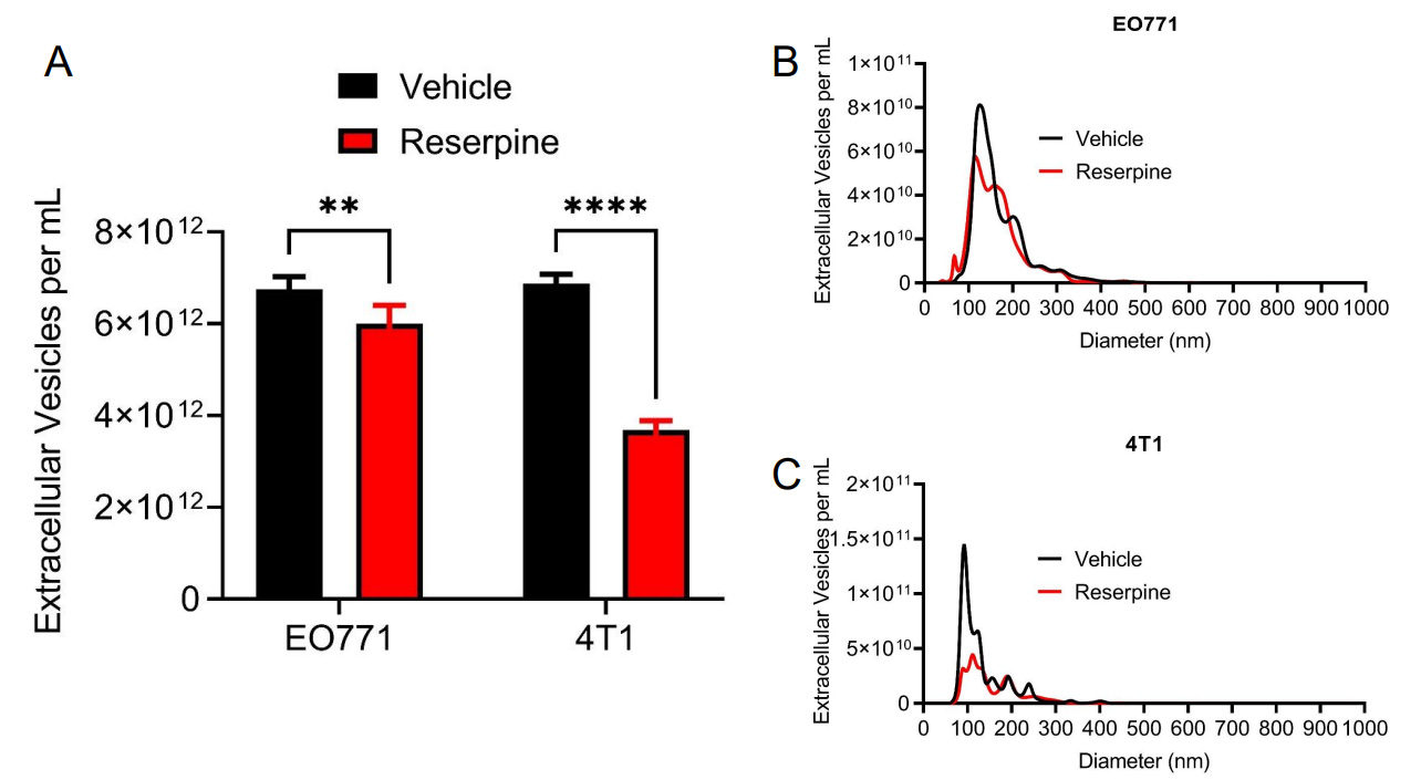 NUPR1 packaged in extracellular vesicles promotes murine triple-negative breast cancer in a type 1 interferon-independent manner