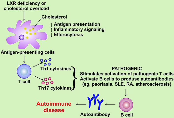 Features of cholesterol metabolism in macrophages in immunoinflammatory diseases