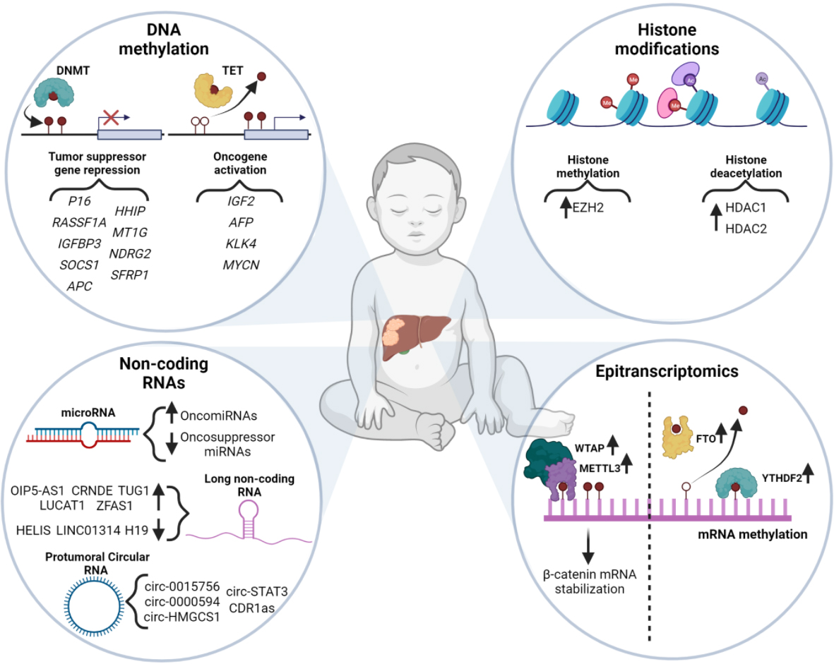 Epigenetics in hepatoblastoma