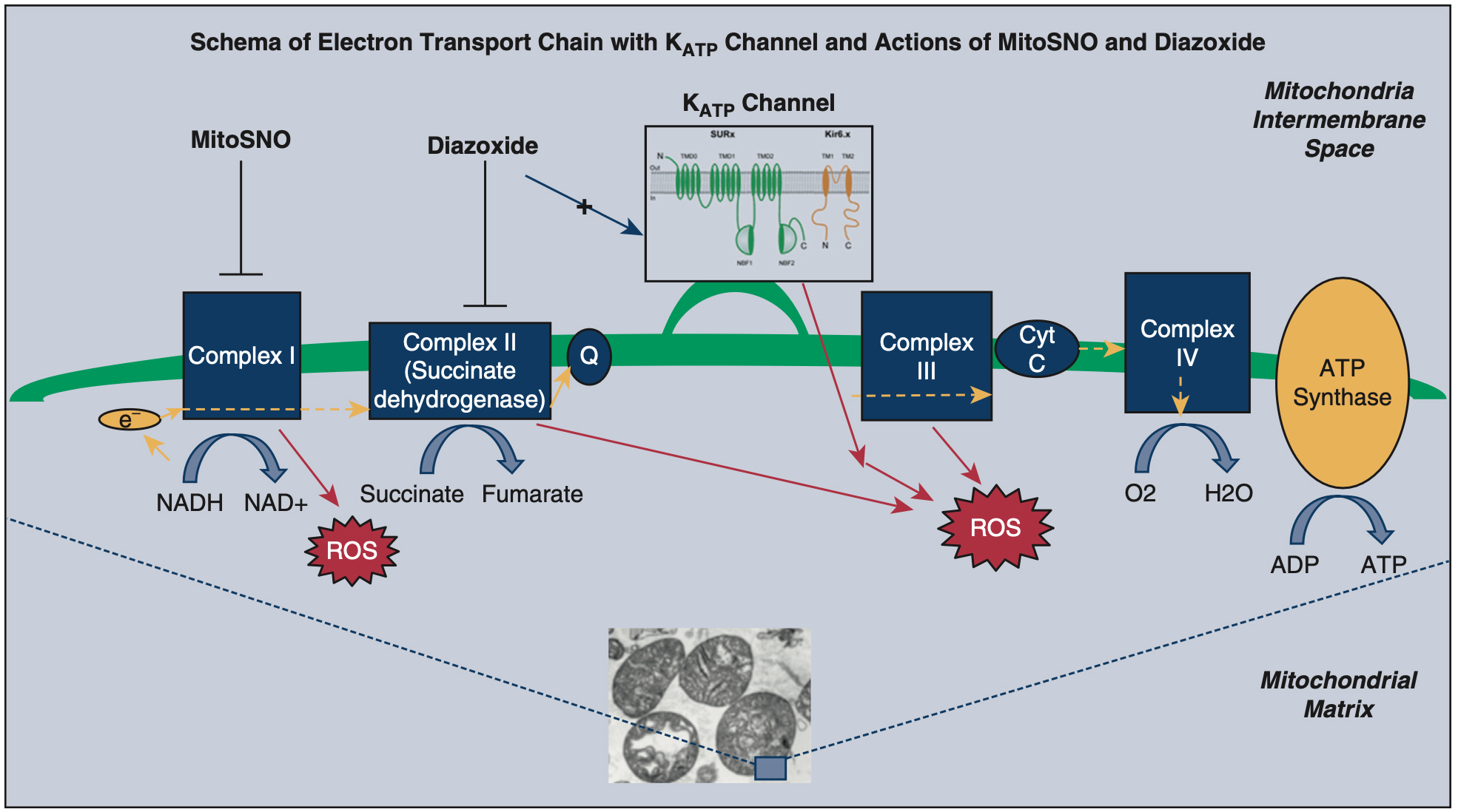 Exploitation of K<sub>ATP</sub> channels for cardiac surgery
