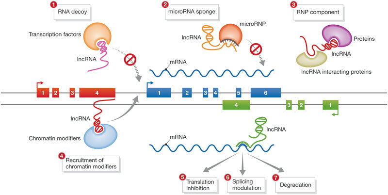 Silent players, loud impact: unveiling the therapeutic potentials of LncRNAs