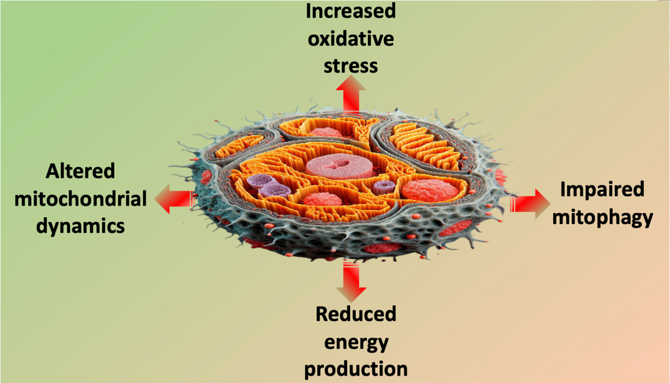 Dysfunctional mitochondria elicit bioenergetic decline in the aged heart