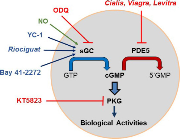 Activation of the cGMP/protein kinase G system in breast cancer by the dopamine receptor-1