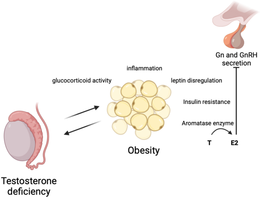 New antidiabetic drugs' role in the management of testosterone deficiency and of the cardiovascular disease in hypogonadal diabetic men