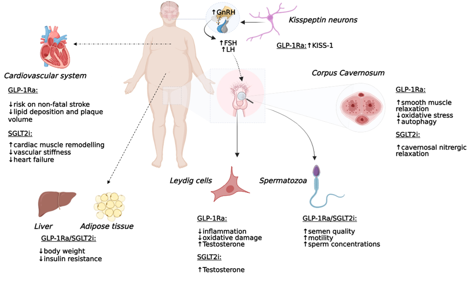 New antidiabetic drugs' role in the management of testosterone deficiency and of the cardiovascular disease in hypogonadal diabetic men