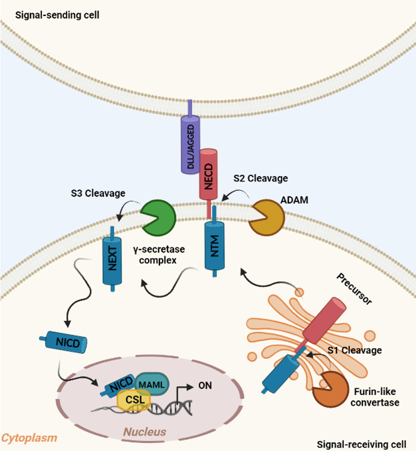 Notch signaling in female cancers: a multifaceted node to overcome drug resistance