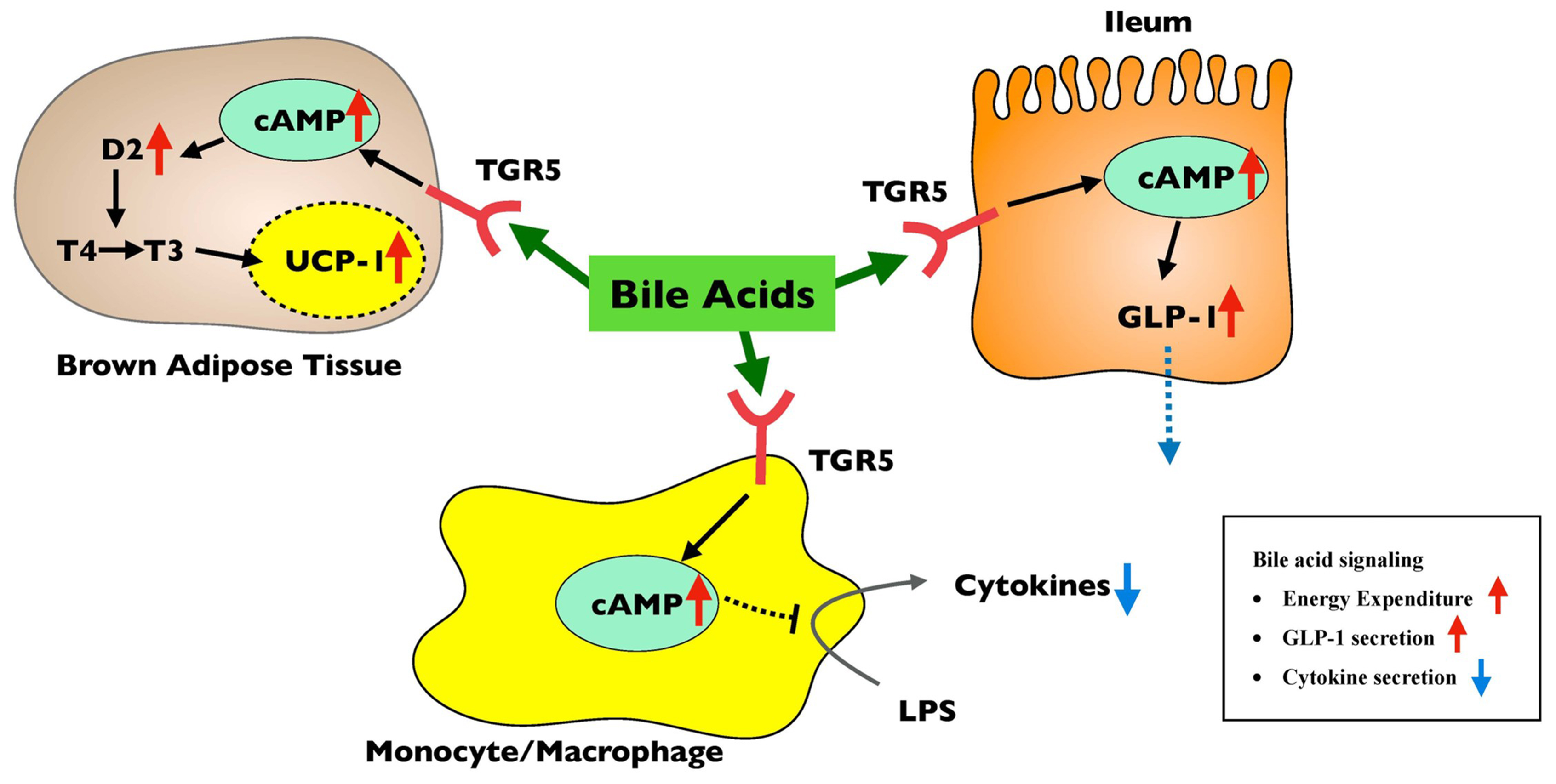 Mechanism of metabolic surgery for the treatment of Type 2 Diabetes Mellitus (T2DM)