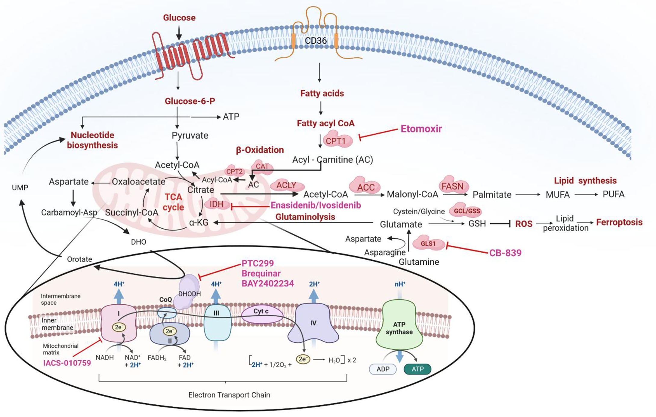 Targeting metabolic vulnerabilities to overcome resistance to therapy in acute myeloid leukemia