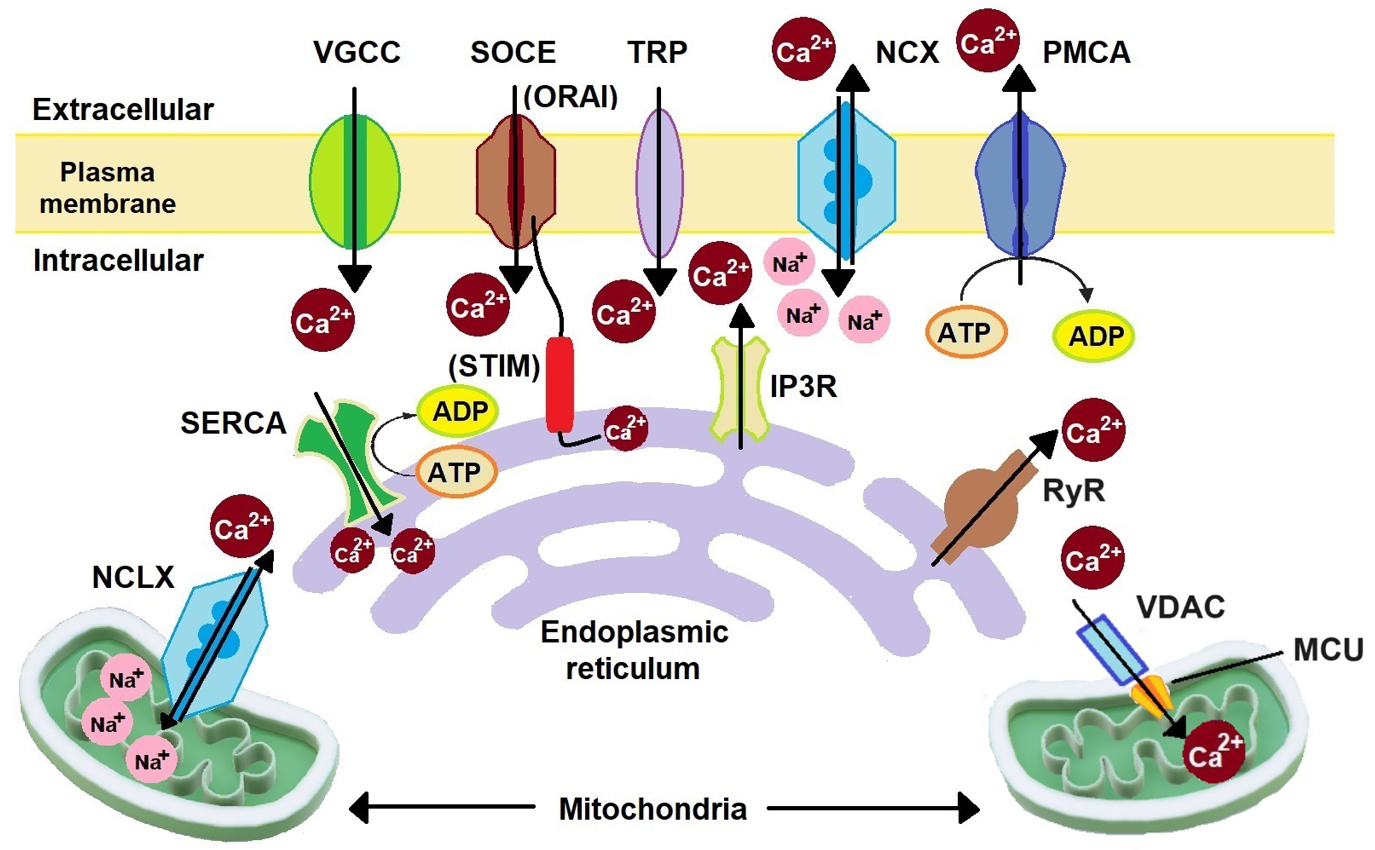 Dysregulation of calcium homeostasis in cancer and its role in chemoresistance