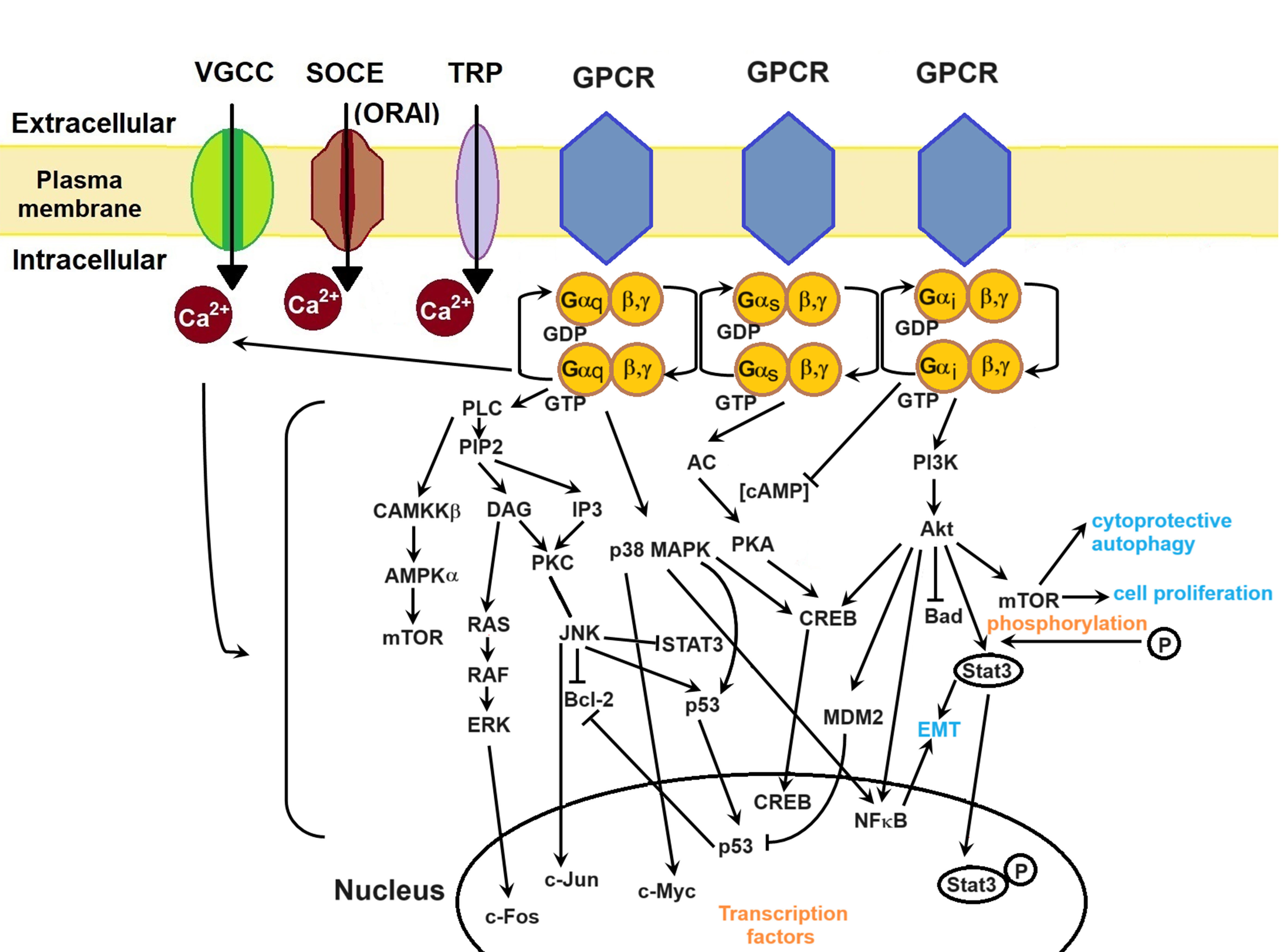 Dysregulation of calcium homeostasis in cancer and its role in chemoresistance