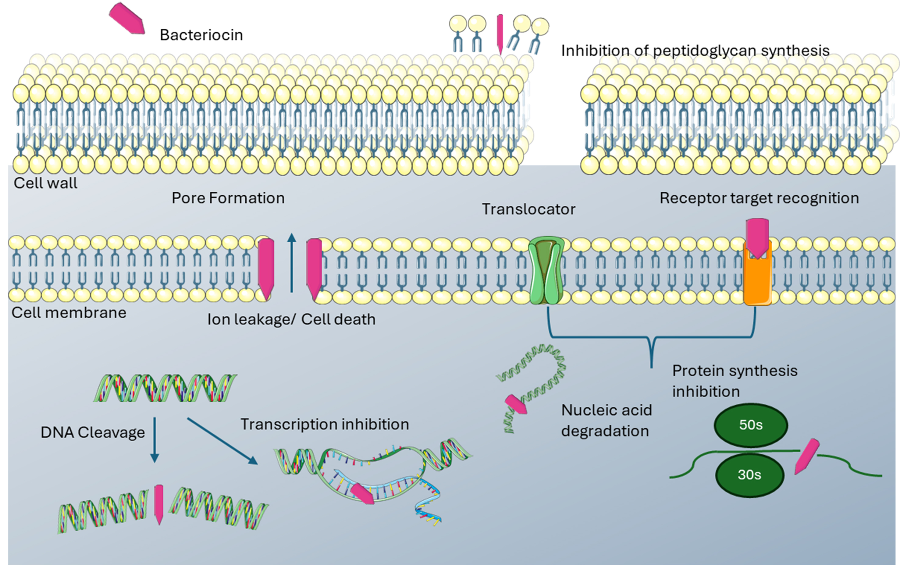 An exploratory <i>in silico</i> analysis of bacteriocin gene clusters in the urobiome