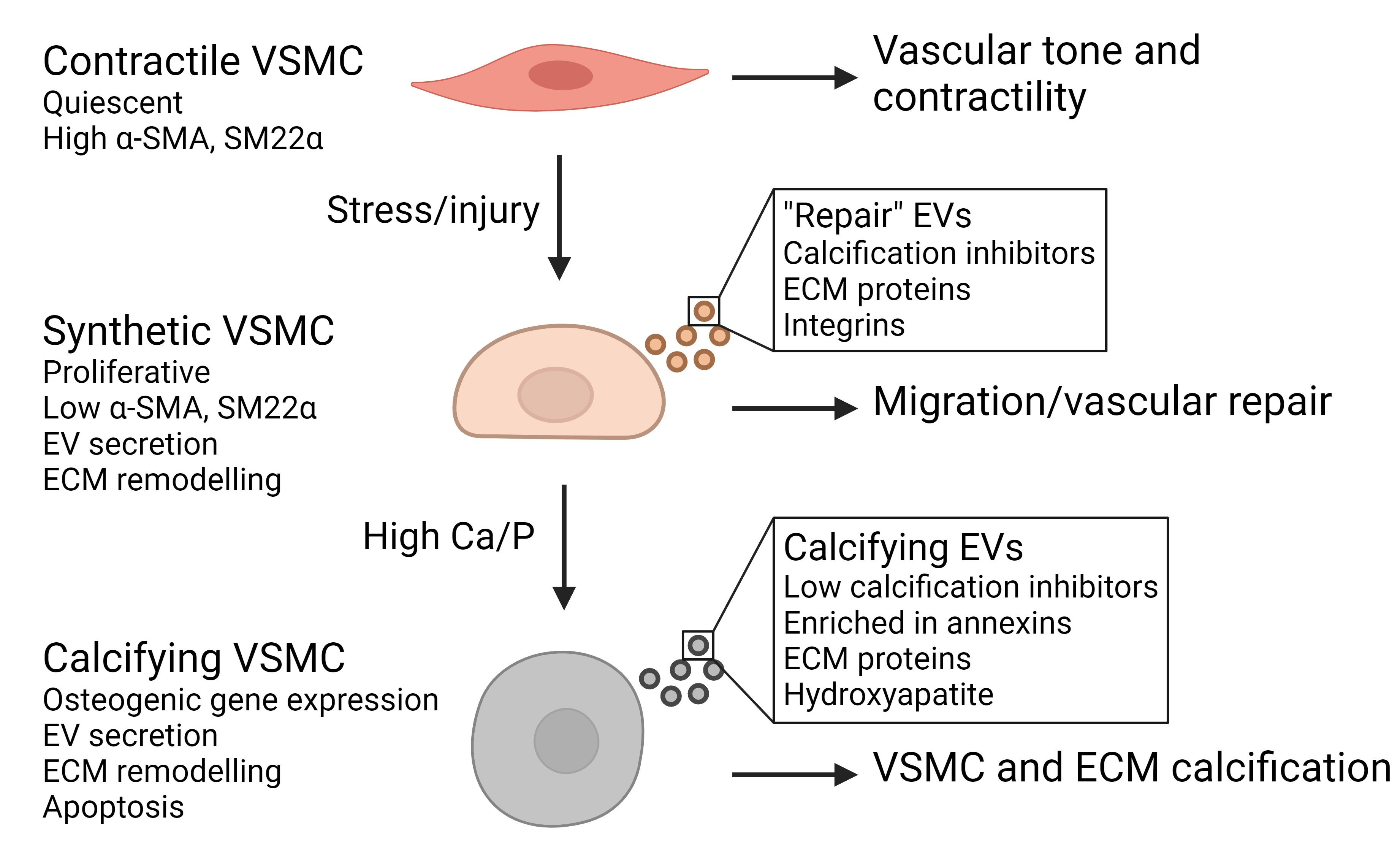 Extracellular vesicles: the key to unlocking mechanisms of age-related vascular disease?