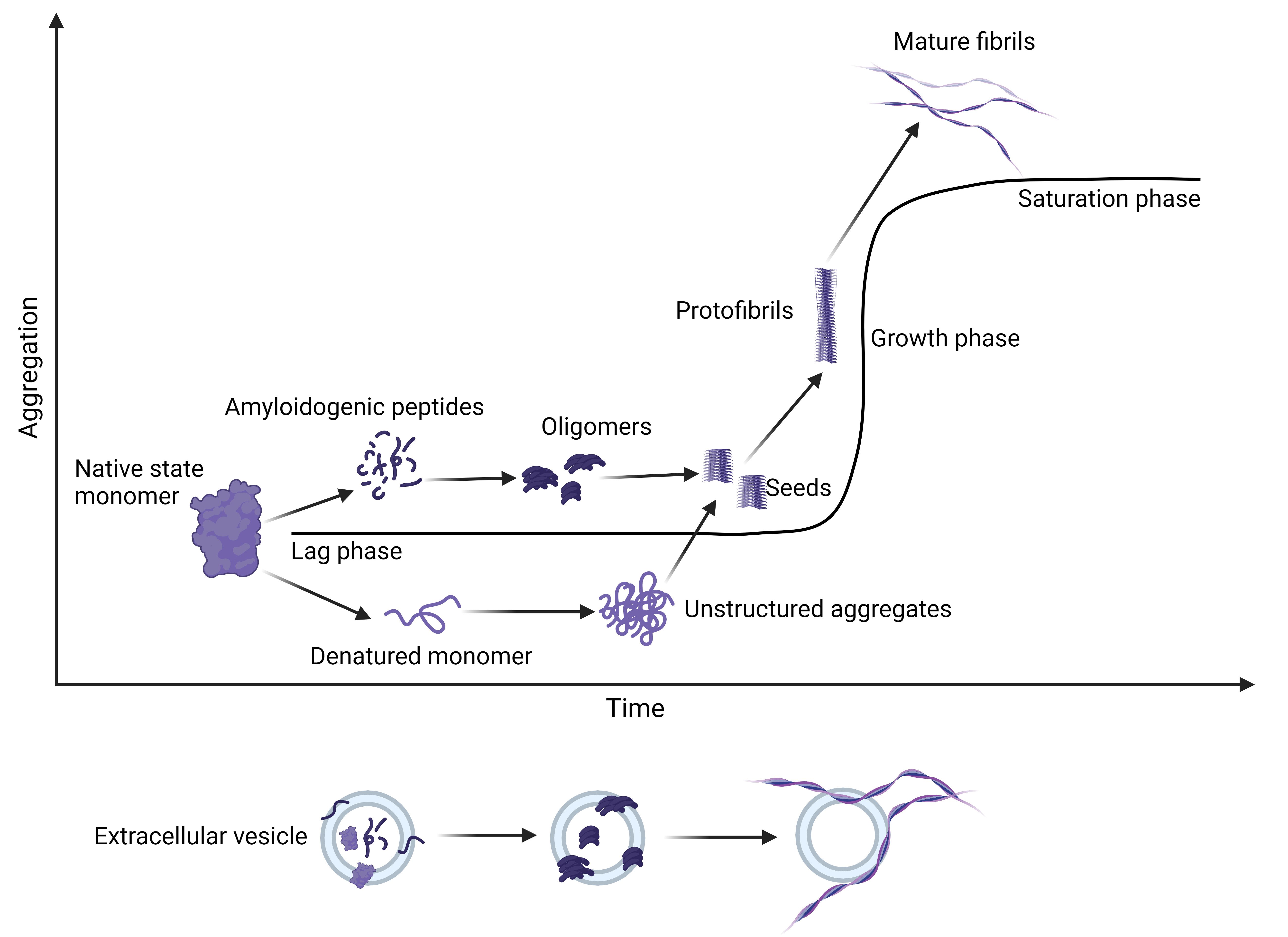 Extracellular vesicles: the key to unlocking mechanisms of age-related vascular disease?