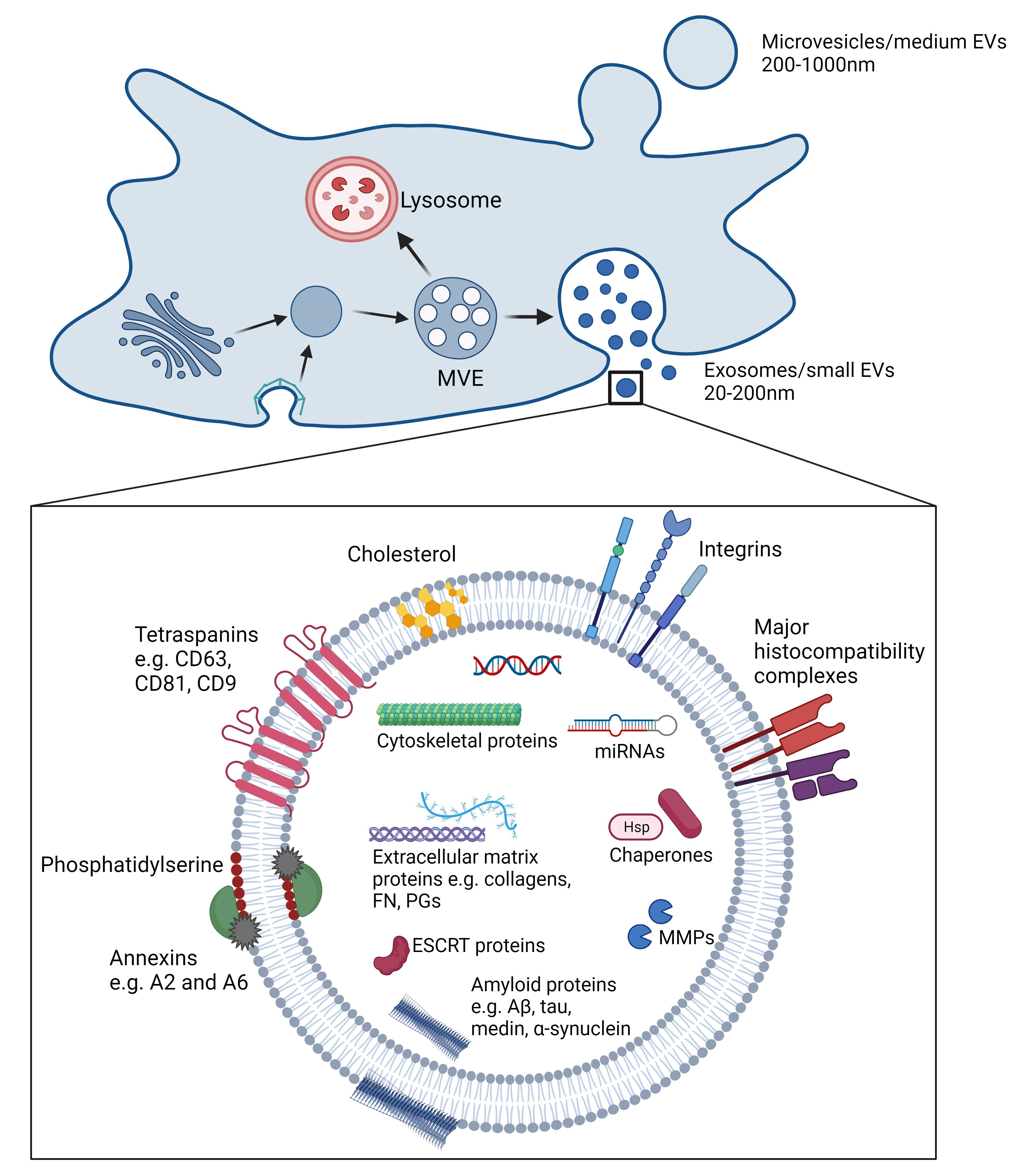 Extracellular vesicles: the key to unlocking mechanisms of age-related vascular disease?