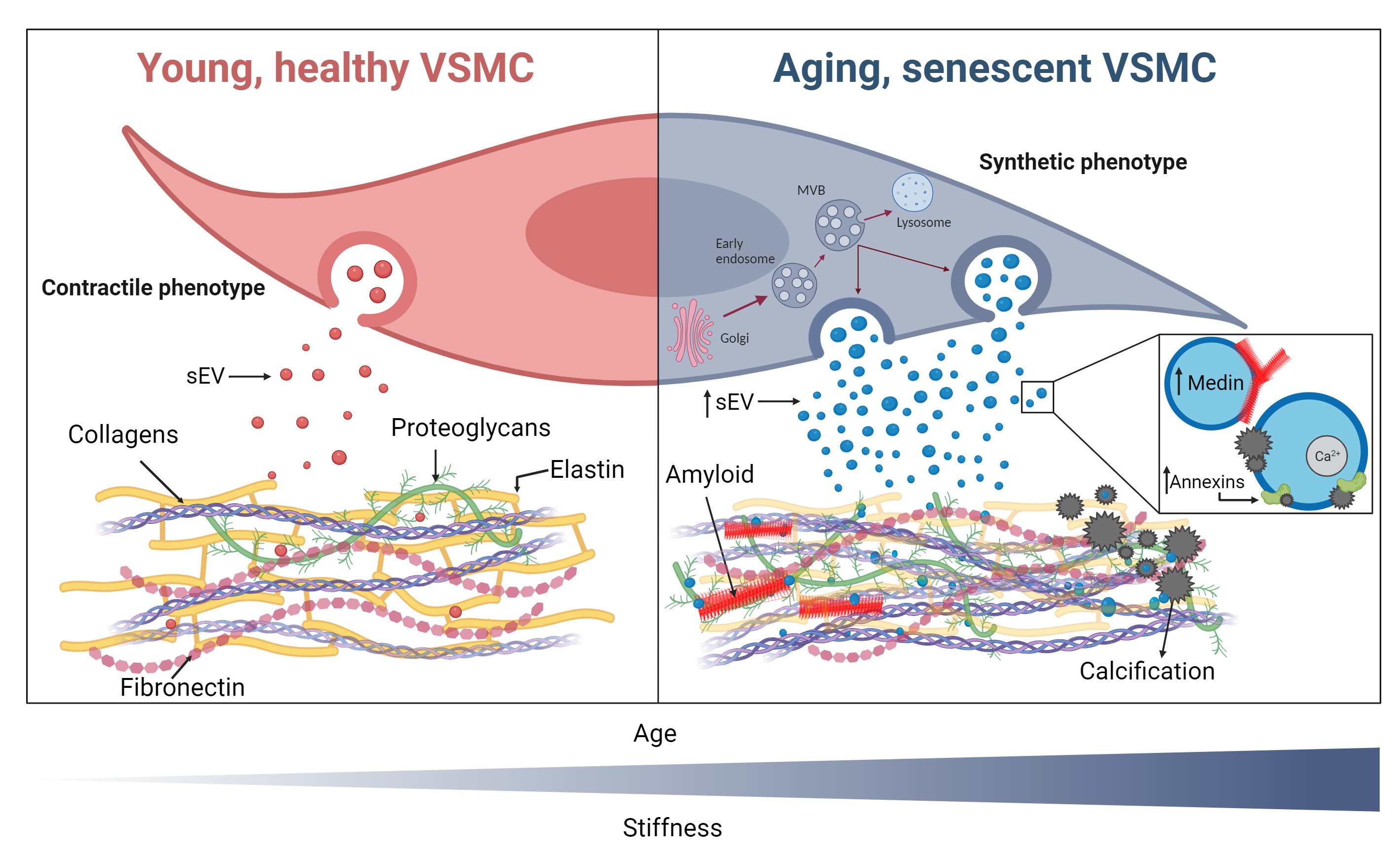 Extracellular vesicles: the key to unlocking mechanisms of age-related vascular disease?