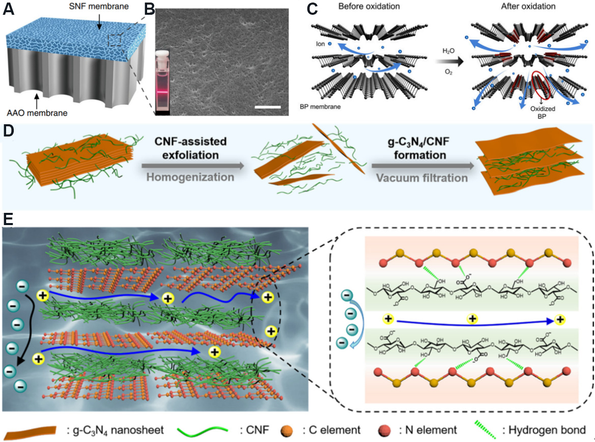 Two-dimensional nanofluidics for blue energy harvesting