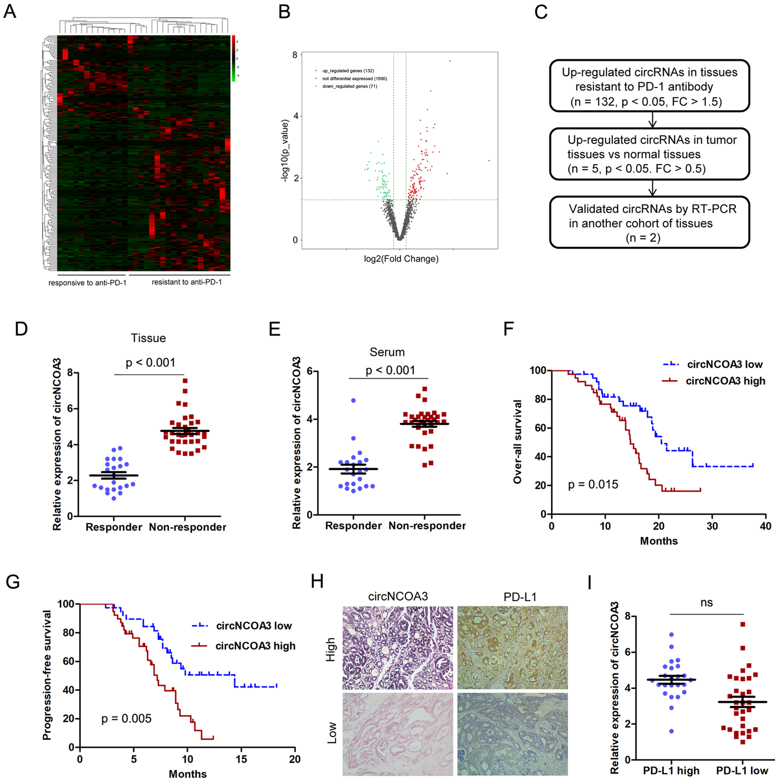 Circular RNA circNCOA3 promotes tumor progression and anti-PD-1 resistance in colorectal cancer