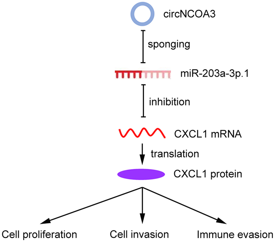 Circular RNA circNCOA3 promotes tumor progression and anti-PD-1 resistance in colorectal cancer