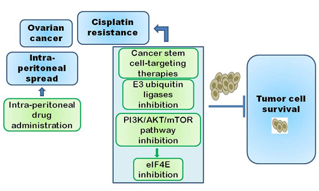 Topic: Tackling Cisplatin Resistance in Ovarian Cancer