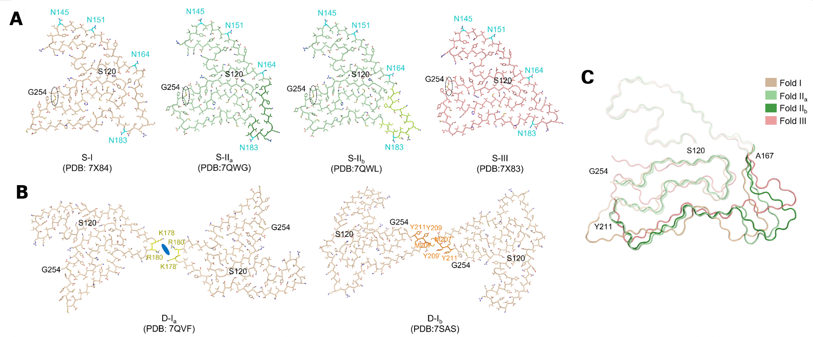 Newly identified transmembrane protein 106B amyloid fibrils in the human brain: pathogens or by-products?