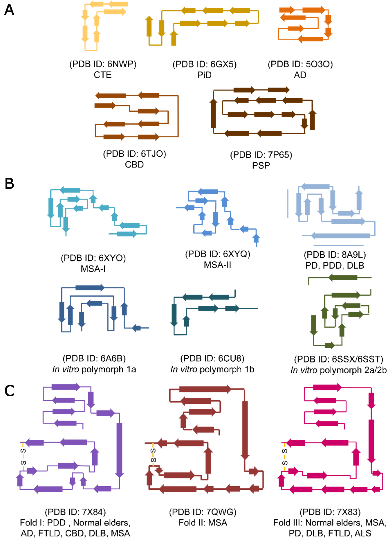 Newly identified transmembrane protein 106B amyloid fibrils in the human brain: pathogens or by-products?