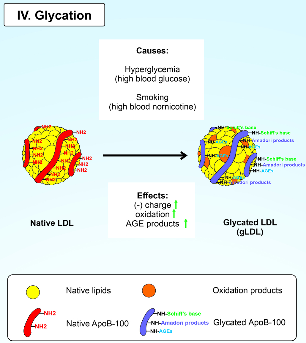 A novel insight into the nature of modified low-density lipoproteins ...