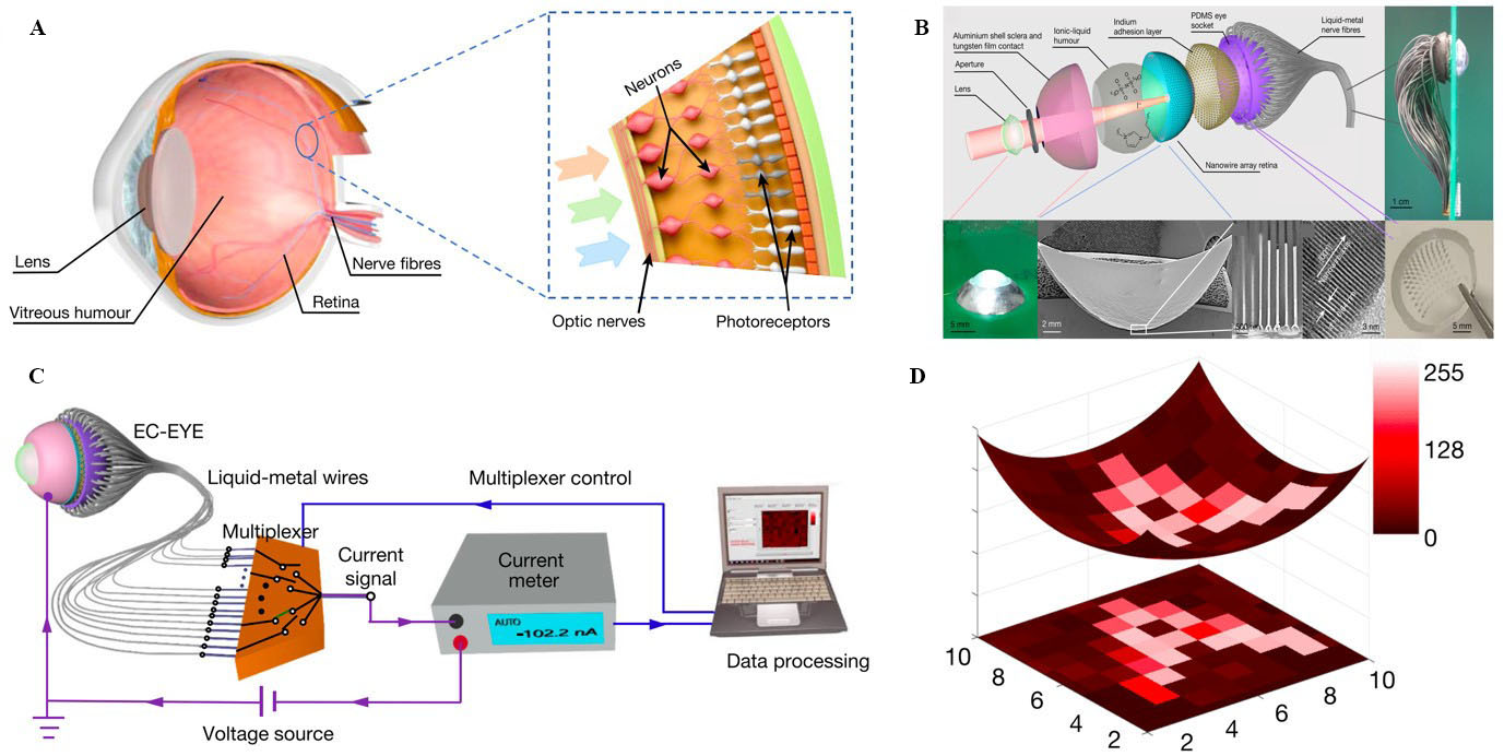 Bioreceptor-inspired soft sensor arrays: recent progress towards advancing digital healthcare